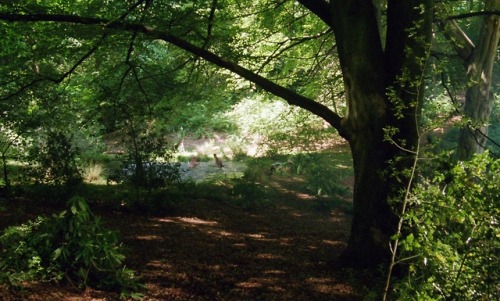 timotaychalamet:A Room with a View (1985) dir. James Ivory