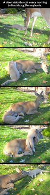 cute-overload:  Deer visiting cathttp://cute-overload.tumblr.com