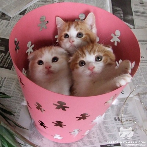 From @momommmy: “The cats in a garbage can (Totofuku,Hanamarufuku,Fukuo).” #catsofinstagram [catsofinstagram.com] [source: http://bit.ly/16FxNDy ]