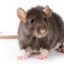 ratmelody