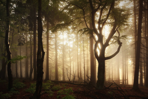 landscape-photo-graphy:Haunting Landscape Photography Inspired by the Brothers Grimm Fairytales by K