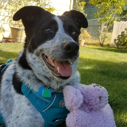 #australiancattledog #australiancattledogofinstagram #pacificnorthwestdogs #pacificnorthwestdogsofis