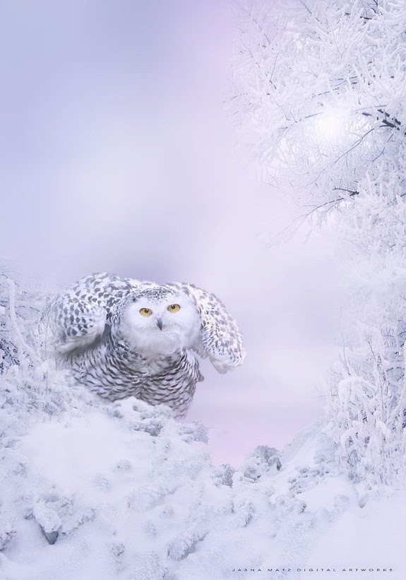 renamonkalou:  ~ Winter Beauty ~ |  Jasna Matz