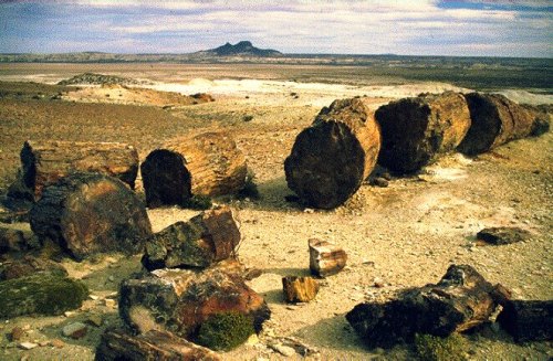 Cerro Cuadrado Petrified ForestAround 160 million years ago in a part of Gondwana (then a superconti
