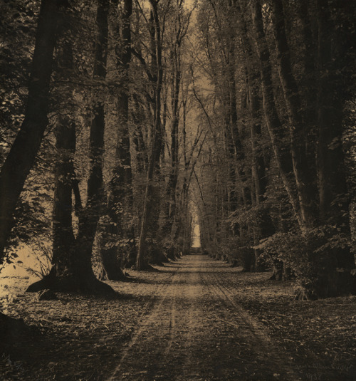Laure Albin-Guillot, Road through the Woods, 1938