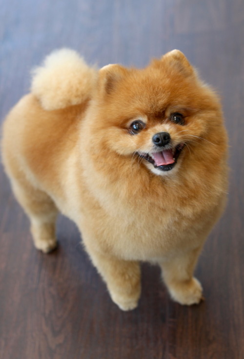 Möyhtis, Pomeranian