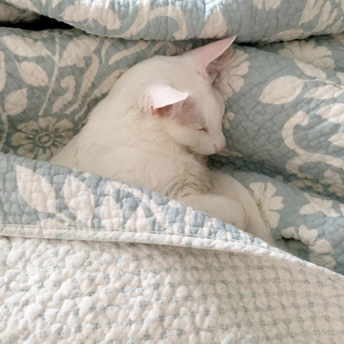 pangur-and-grim: she can sleep in. if she wants