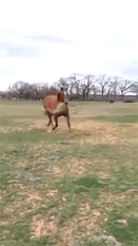 sizvideos:  Horse brings girlfriend hay and they share it Video   Awww~! ^w^