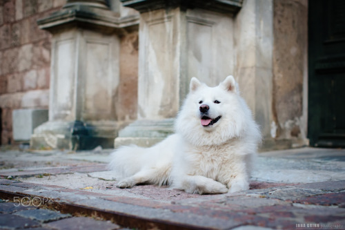 handsomedogs: Inna Grinn | DOGS OUTDOOR - OLD TOWN
