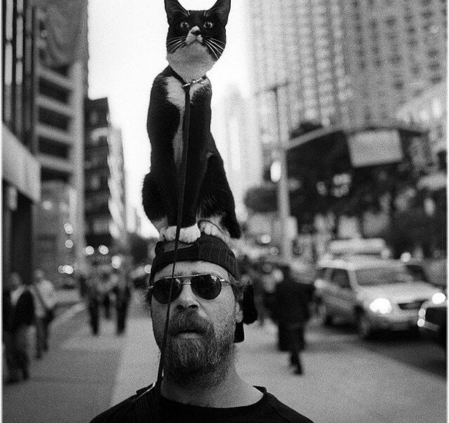 quentinvgy:  #Cat on the head in street