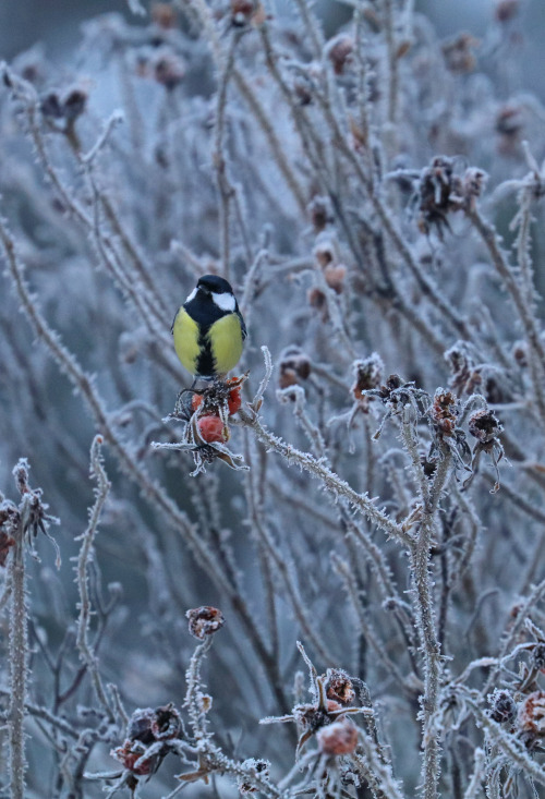 great tit