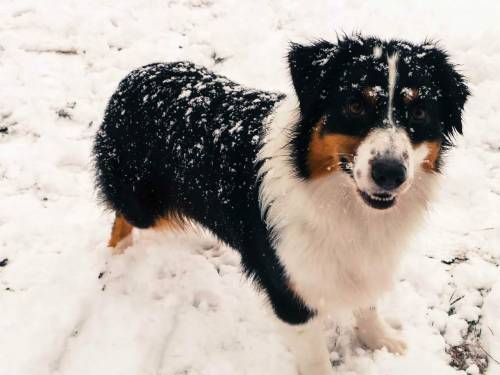 lunacyfringedogs:Bow’s snow day.