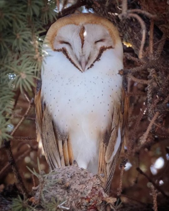 glenny-boy: glenny-boy: love it when owls fall asleep\rest and their facial disk gets all squished up like this 