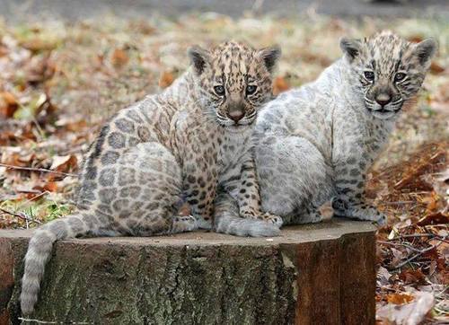 Cute twin baby leopards on We Heart It.