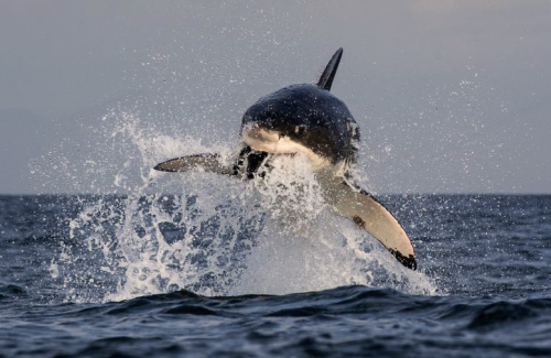 XXX nubbsgalore:  sharks can fly. photos by (click photo