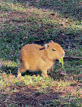 Baby Capybara Named Tupi Via San Antonio Zoo 