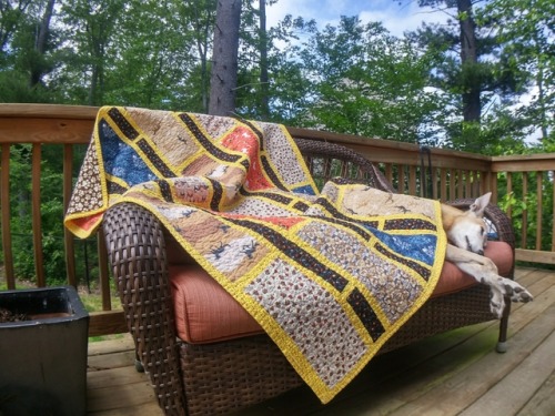 My 5 hounds helping me photograph my quilts.