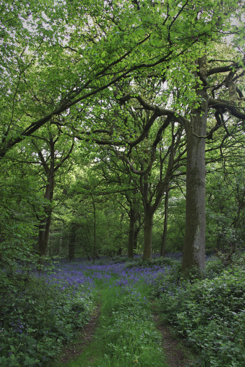 90377:   	On the search for bluebells before they all disappear. by HennerzB 