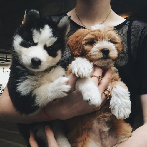 therelatablepost:  feeling down? you need this baby animal blog  Daweee