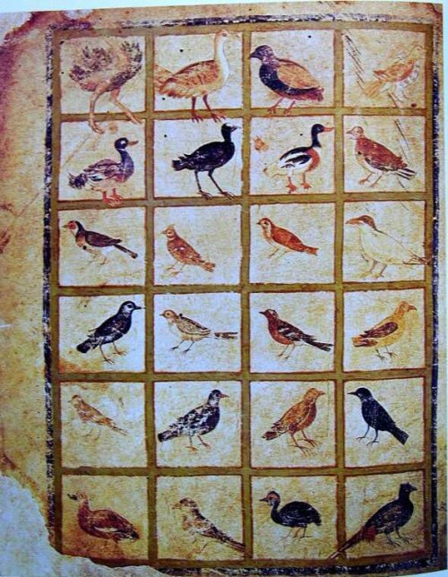 romebyzantium:A gallery of birds from the Vienna Dioscurides #Byzantine manuscript.