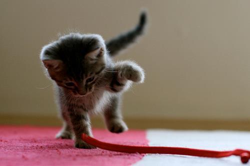 Pick me, Choose me, Love me.