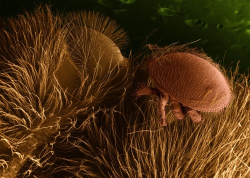 Varroa destructor - the infamous mite killing the honeybeesPhoto from wikimedia