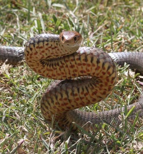 snakeoutbrisbane: Eastern Brown Snake (Pseudonaja textilis) A rather well fed looking eastern brown 