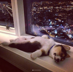 babyanimalgifs:  Doggos sleeping in weird