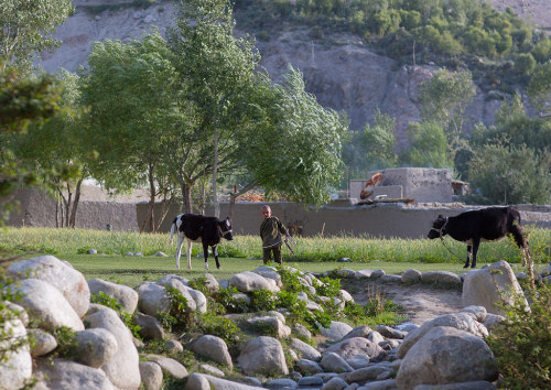 Afghan boy taking care of cows in a field, Badakhshan province, Khandood, Afghanistan. Taken on Augu