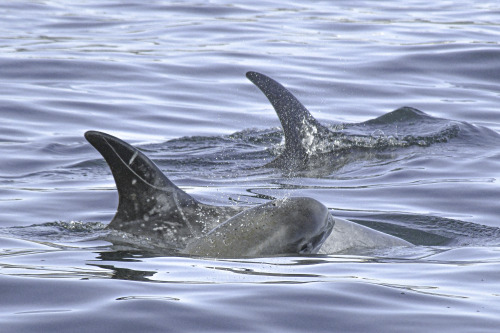 Risso’s Dolphins.4/7/22