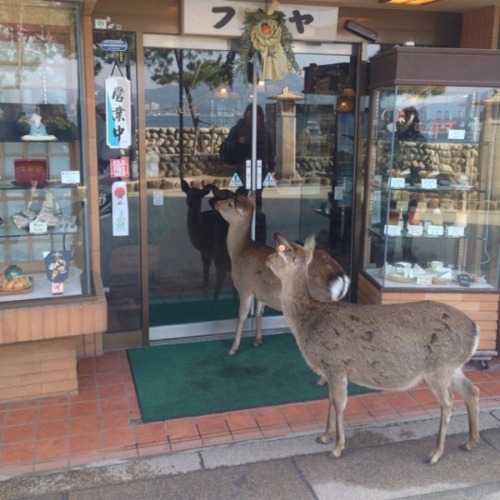 animal-factbook:“Margaret, I don’t think they’re open on Sunday.”