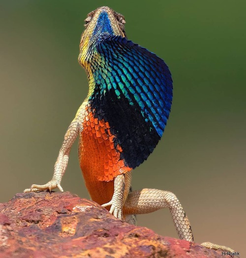 trashzy:Fan-throated Lizard@aeide-thea