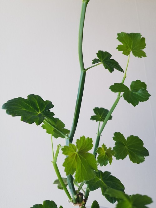 I tried growing pelargonium tetragonum about a year ago but failed miserably, the plant started rott