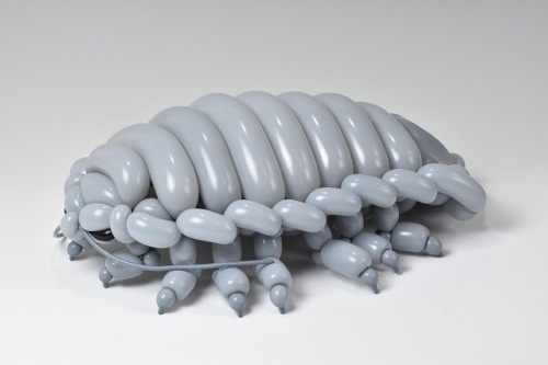 isopresso:ダイオウグソクムシGiant isopod2019.5.12