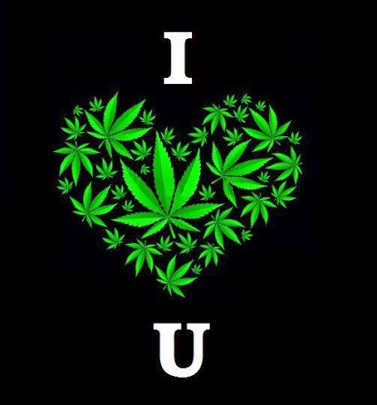 pineconeherb:  I love you