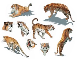 lizzyjohn:   Digital studies, trying to get a good feel for tigers. These are the tidier ones. Mostly done off of deviantart stock photos I looked up under the ‘newest’ section. 