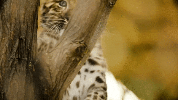  Full video: Endangered Amur Leopard Cubs Pounce and Play at San Diego Zoo
