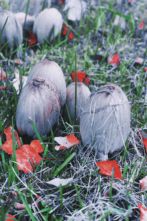 lindagoesmushrooming: Common Ink-cap | Coprinus atramentarius