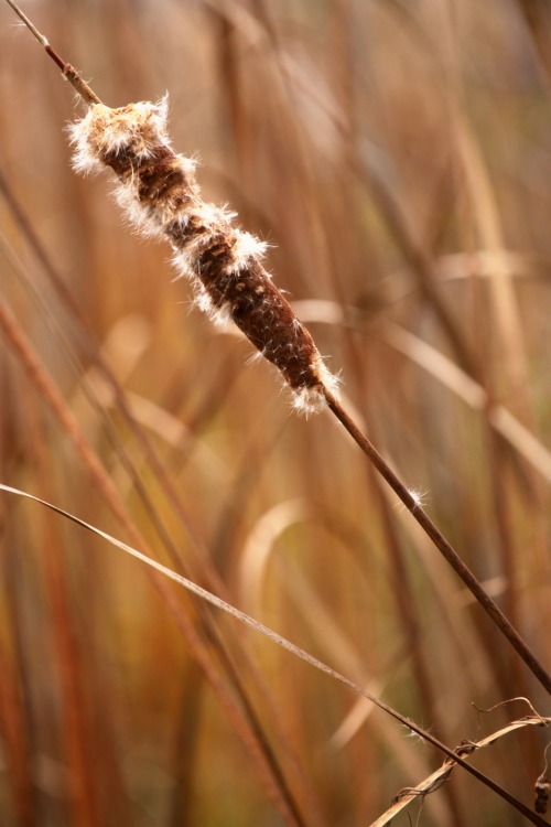 walking-geema
