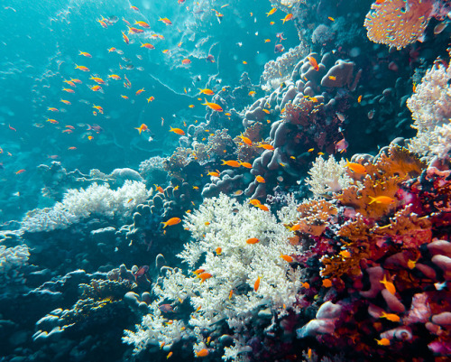 Liveaboard scuba diving trip. Red Sea, Egypt.December 2018by Tiina Törmänen | web | FB | I