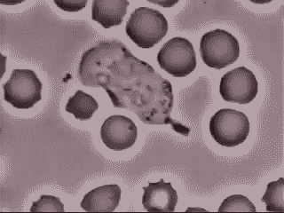 thatscienceguy:A White Blood Cell chasing