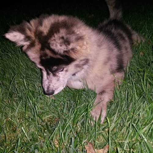 Meet Dany, a 9 week old Pomsky (Pomeranian-Husky Cross) who enjoys looking adorable while causing tr