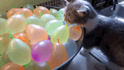 gifsboom:  Cat Pops Water Balloons. [video]