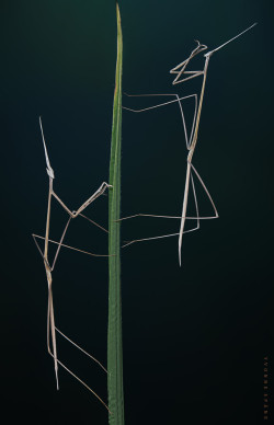 stephanocardona:  Schizocephala bicornis