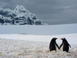 iamgamila:  El amor de los pingüinos es para siempre… y hay todavía quien dice: Que los animales no tienen sentimientos. 