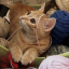 thedumborangecat