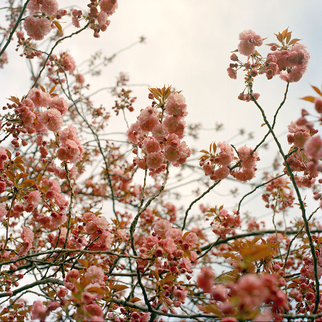 landscape-photo-graphy:  New York City Spring Covered In A Blanket Of Cherry Blossoms