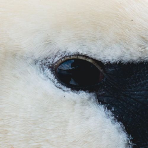 Reflections on the eye of a swan . . . #reflection #eye #swan #muteswan #bird #birdphotography #phot