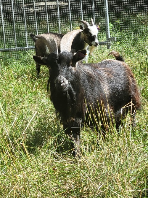 So.. Been Pretty Down Lately And A Friend Suggested We'd Go To This Lil Petting Zoo Thing They Always