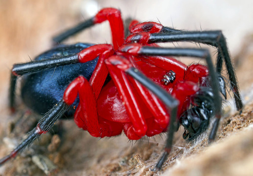 nick-porch:Red-and-Black Spiders - Kidding Right?Members of the spider family Nicodamidae are, like 